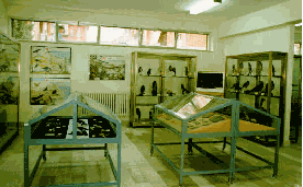 Museo di storia naturale