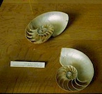 nautilus.jpg (13233 byte)